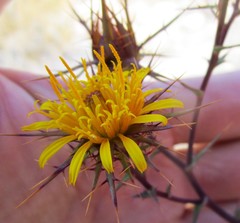 Berkheya cruciata cruciata