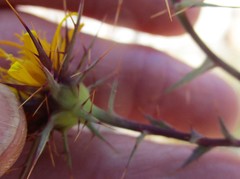 Berkheya cruciata cruciata