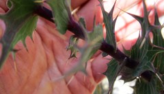 Berkheya cruciata cruciata