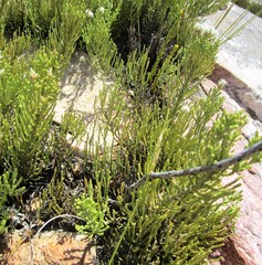 Dolichothrix ericoides