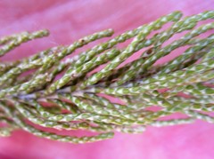 Dolichothrix ericoides