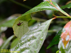 Paratrachelophorus nodicornis