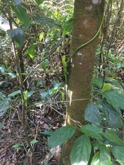 Enyalius