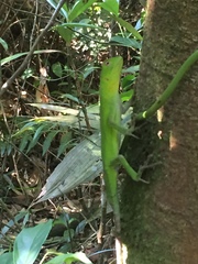 Enyalius