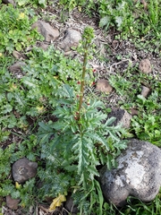 Scrophularia rubricaulis