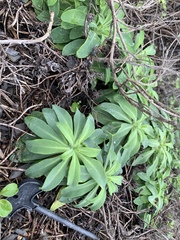 Crepidiastrum lanceolatum