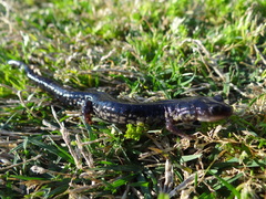 Plethodon chlorobryonis