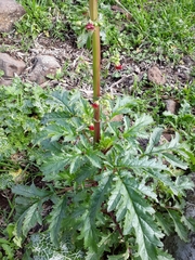 Scrophularia rubricaulis