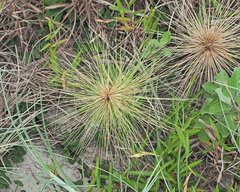 Spinifex littoreus