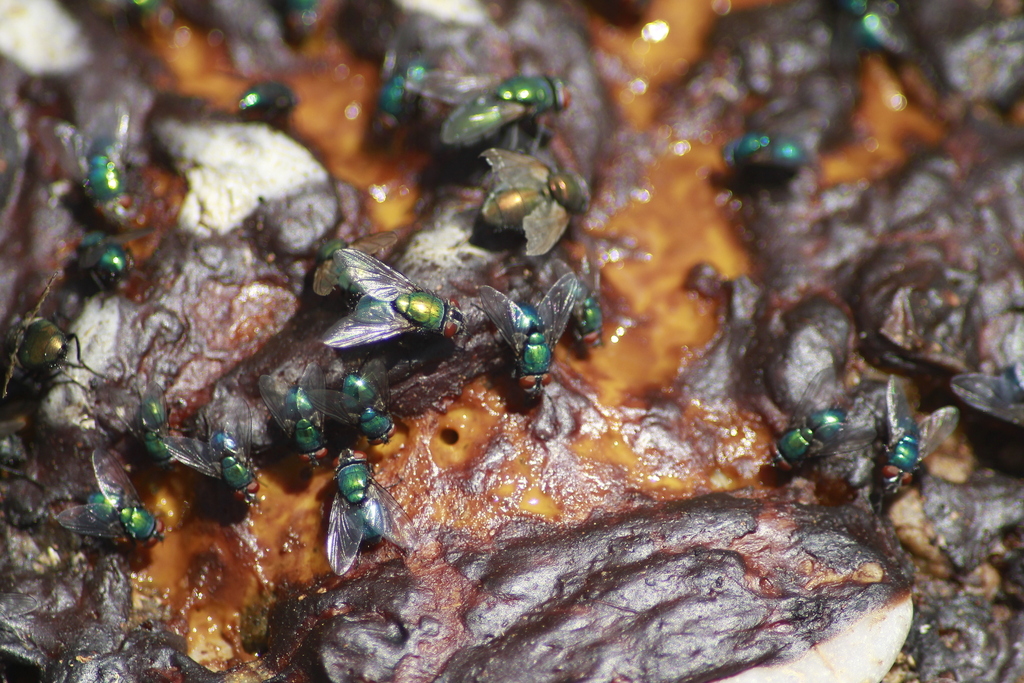 Lucilia regalis