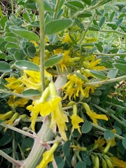 Astragalus macrocarpus