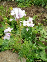 Erucaria hispanica