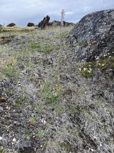 Holboell's Rockcress (Boechera holboellii)