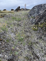 Boechera holboellii