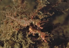 Idiotropiscis lumnitzeri