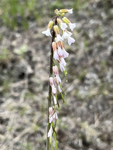 Boechera holboellii (Hornem.) A.Löve & D.Löve