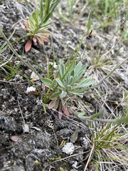 Boechera holboellii, photograph (c) Ida B D Jacobsen, some rights reserved (CC BY)