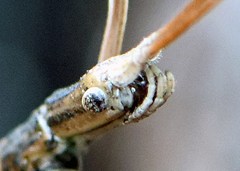 Acanthomima rhipheus