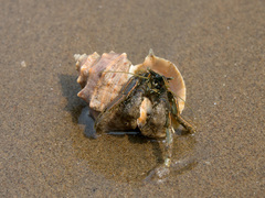 Clibanarius infraspinatus