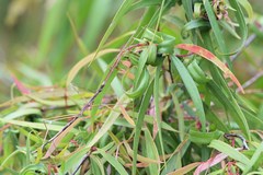 Acanthomima rhipheus