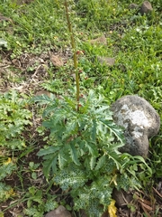 Scrophularia rubricaulis