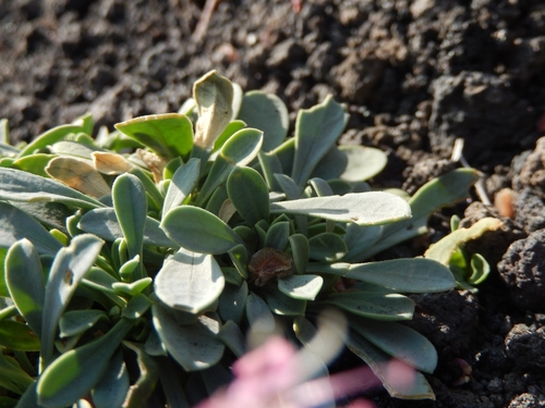 Image of Saponaria sicula by (c) Luca Fornasari, some rights reserved (CC BY)