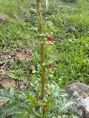 Scrophularia rubricaulis