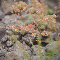 Psammotropha mucronata