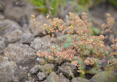 Psammotropha mucronata