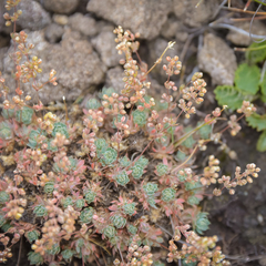 Psammotropha mucronata