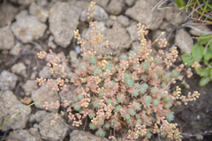 Psammotropha mucronata