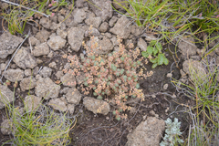 Psammotropha mucronata