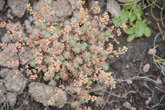 Psammotropha mucronata