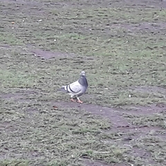Columba livia domestica