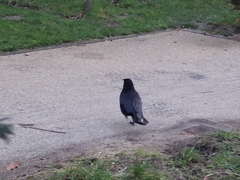 Corvus corone