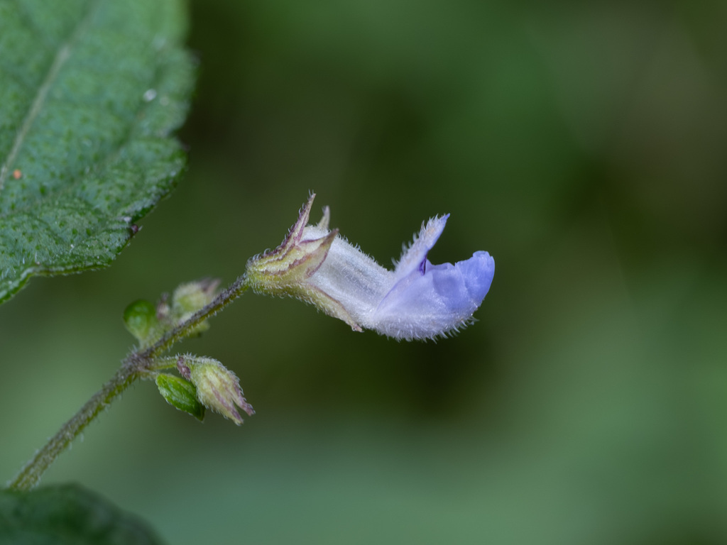 Isodon amethystoides