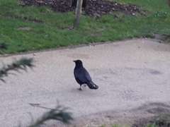 Corvus corone