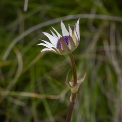 Alepidea thodei