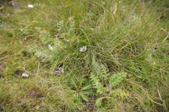 Alepidea thodei