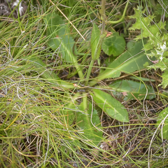 Alepidea thodei