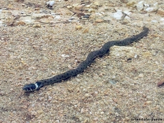 Natrix astreptophora