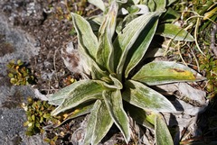 Celmisia verbascifolia