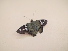 Nascus phocus