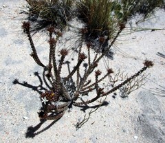 Wahlenbergia neorigida