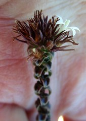 Wahlenbergia neorigida