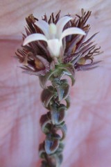 Wahlenbergia neorigida