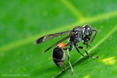 Ropalidia sumatrae