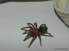 Plesiopelma