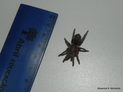 Plesiopelma