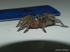 Plesiopelma